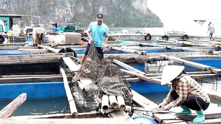 NDO -  Sau bão, Bộ Nông nghiệp và Phát triển nông thôn, Ngân hàng Nhà nước Việt Nam và các bộ, ngành, địa phương đã chủ động chỉ đạo, tổ chức lực lượng xuống cơ sở để hướng dẫn phục hồi sản xuất kinh doanh. Tuy nhiên, việc khôi phục sản xuất nông nghiệp, nhất là lâm nghiệp, thủy sản còn chậm và gặp nhiều khó khăn.