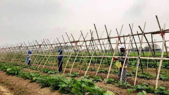 NDO -  NDĐT - Khác với những đợt thiên tai, dịch bệnh trước đây, thời gian, mức độ gây hại đối với mùa màng đã sớm được xác định, quá trình phòng, chống dịch bệnh Covid-19 diễn ra trong bối cảnh chưa có tiền lệ, tiềm ẩn nhiều nguy cơ, mức độ gây hại hơn. Vì vậy, việc thực hiện đồng thời các giải pháp vừa chống dịch, vừa duy trì sản xuất đang là mục tiêu kép được người nông dân Hà Tĩnh nỗ lực hướng đến.