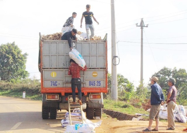 NDO -  NDĐT - Thời gian qua, để giúp người dân hai huyện miền núi Hướng Hóa và Đakrông (tỉnh Quảng Trị) có tiền lo toan cuộc sống hằng ngày, ổn định tình hình chính trị, xã hội nơi biên giới giữa đại dịch Covid-19, Tổng Công ty Thương mại Quảng Trị phải vay mượn mỗi ngày 1,5 tỷ đồng, thu mua củ sắn tươi cho người dân. Trong lúc đó, sản phẩm tinh bột sắn công ty chế biến ra vẫn không xuất khẩu được vì ảnh hưởng của đại dịch toàn cầu.