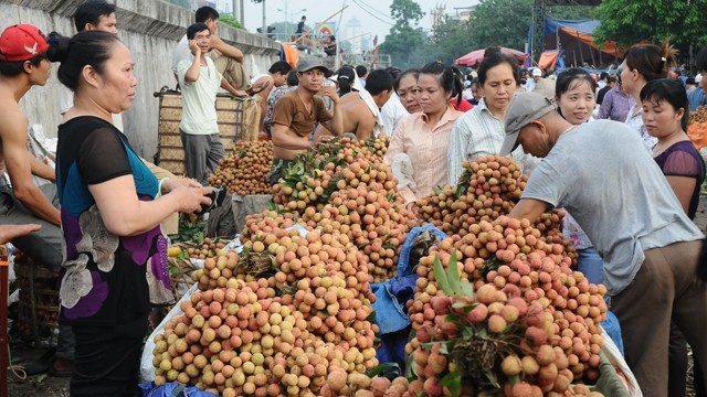 NDO -  NDĐT - Theo Bộ Nông nghiệp và Phát triển nông thôn, năm nay nhãn, vải ở miền bắc ra hoa đạt tỷ lệ 95%, hứa hẹn một vụ mùa bội thu. Riêng sản lượng vải tại Bắc Giang dự kiến đạt 150 – 180 nghìn tấn, tăng gần gấp đôi năm ngoái. Địa phương này đang khẩn trương tìm phương án tiêu thụ với quyết tâm được mùa nhưng không để mất giá.