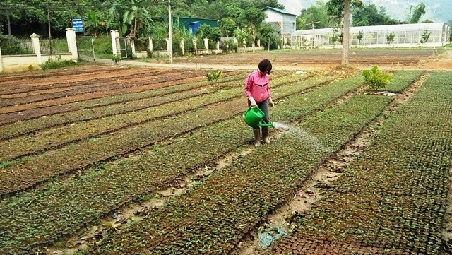  Nghịch lý tại hai trại giống cây lâm nghiệp ở Bắc Cạn 