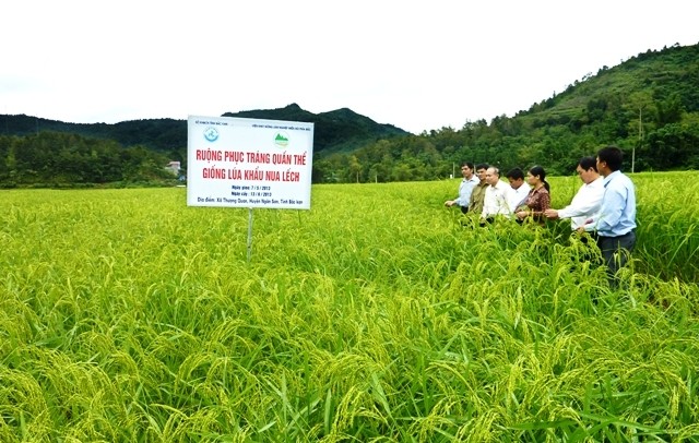 NDO -  NDĐT - Khẩu nua lếch là loại gạo nếp hạt mập, khi làm bánh chưng, đồ xôi thì dẻo, trắng, giàu dinh dưỡng và đặc biệt là hương thơm đặc trưng, được coi là đặc sản của đồng bào dân tộc Tày ở huyện Ngân Sơn (Bắc Cạn). Loại gạo này được người tiêu dùng ưa chuộng, giá thành cao, vào dịp Tết Nguyên đán đồng bào không đủ để bán. Địa phương cần có chính sách phát triển loại lúa này để mang lại thu nhập khá cho nông dân.