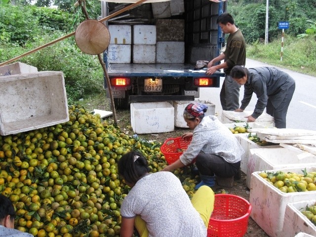  Đặc sản quýt Bắc Cạn được người tiêu dùng ưa thích 