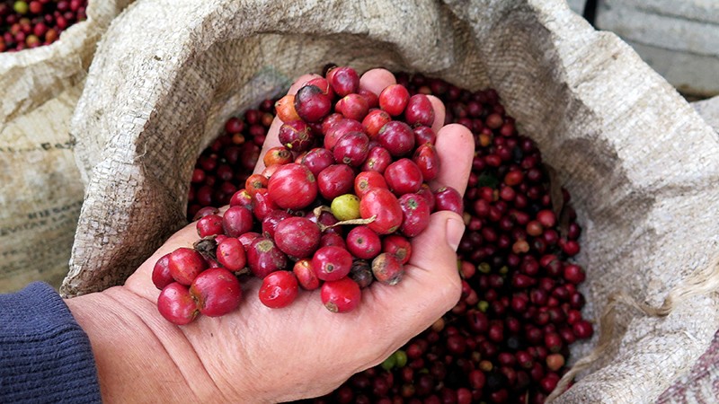  Giá cà-phê Arabica thiết lập mức kỷ lục trong ba tuần qua 