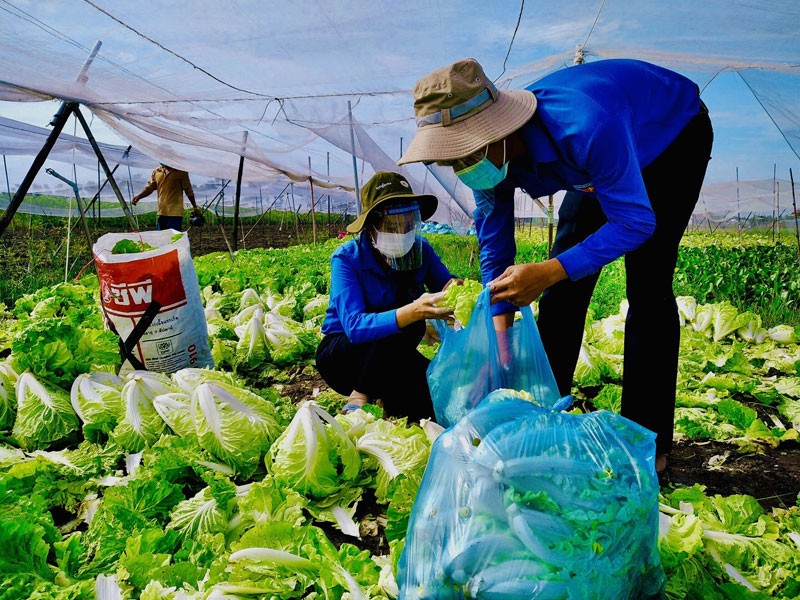  Áo xanh ra đồng - Chung lòng chống dịch 