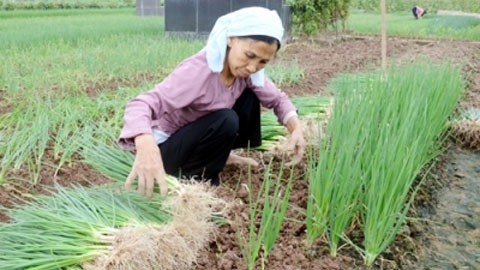  Hiến pháp sửa đổi và hy vọng về sự bứt phá trong nông nghiệp nước ta 