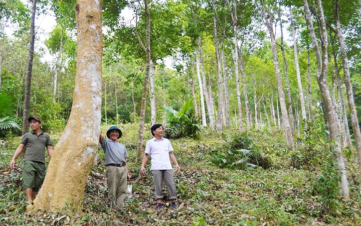  Phát triển kinh tế rừng theo hướng bền vững 