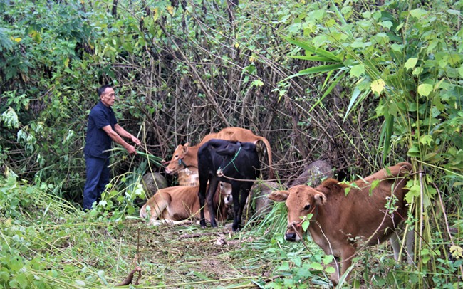  Triệu phú nhà nông nơi biên cương 