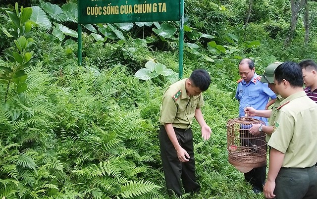  Phát huy vai trò người dân trong bảo vệ rừng bền vững 