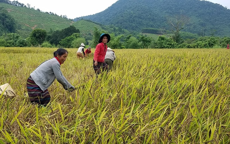  Hồi sinh giống lúa của dân tộc Bru - Vân Kiều 