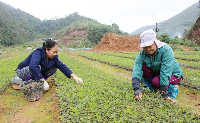  Ðình Lập đón mùa xuân sớm 