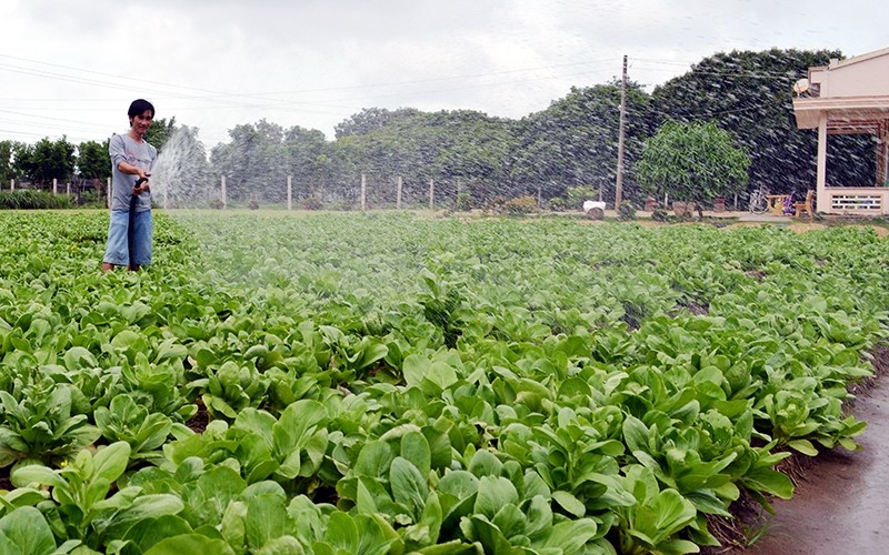  Phong trào nông dân Khmer vượt khó, làm giàu 