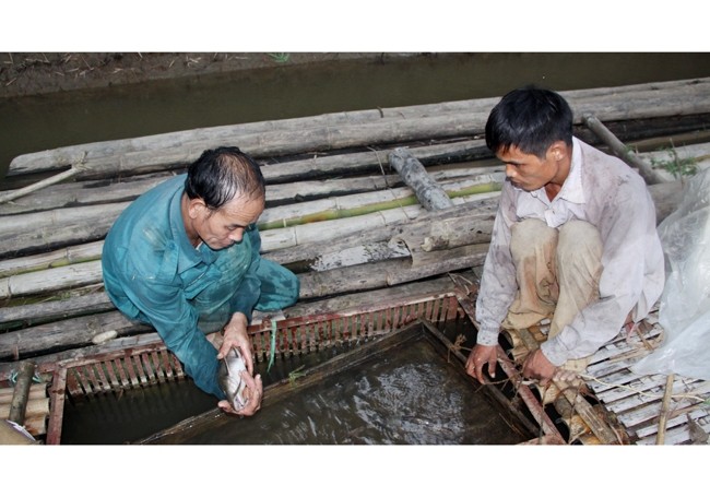  Nuôi cá lồng đặc sản ở Tuyên Quang 