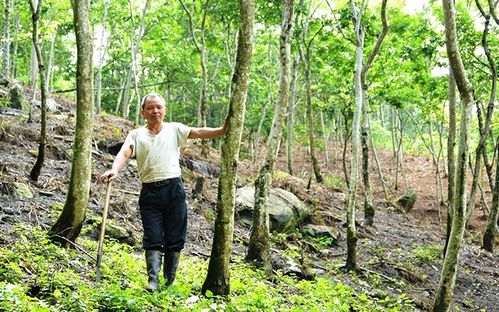  Tỷ phú sưa đỏ người Dao 