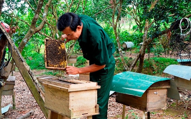  Nuôi ong lấy mật ở huyện miền núi Tuyên Hóa 