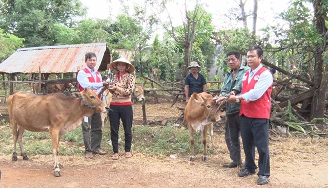  Hỗ trợ bò giống cho người mắc bệnh phong 