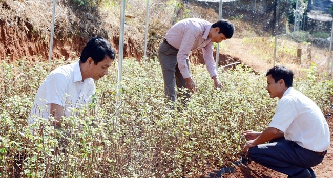  Sơn tra, cây xóa nghèo tại vùng cao Yên Bái 