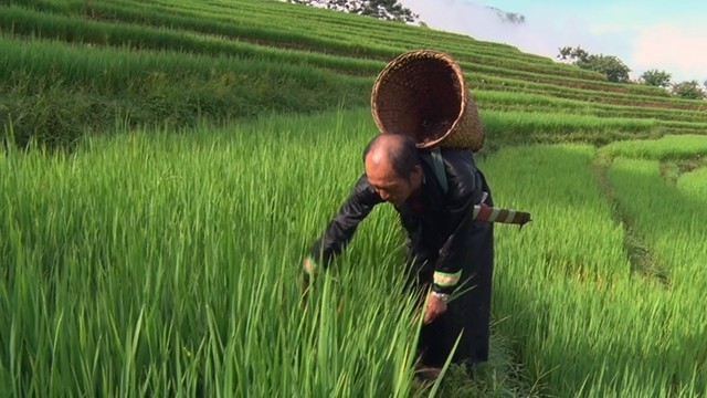  Làm ruộng trên đỉnh Pà Hốc 