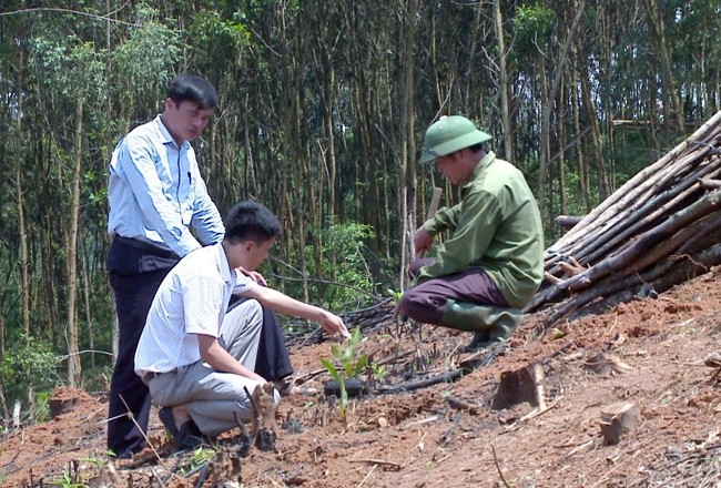  Phát triển kinh tế đồi rừng ở Thanh Sơn 