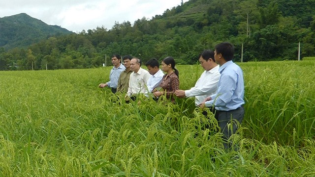  Bắc Cạn xây dựng thương hiệu lúa nếp Khẩu nua lếch 