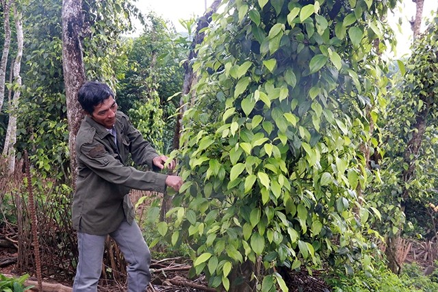  Khôi phục và phát triển giống tiêu Tiên Phước 