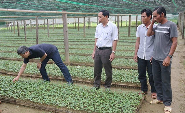  Khôi phục và phát triển cây quế Trà My 