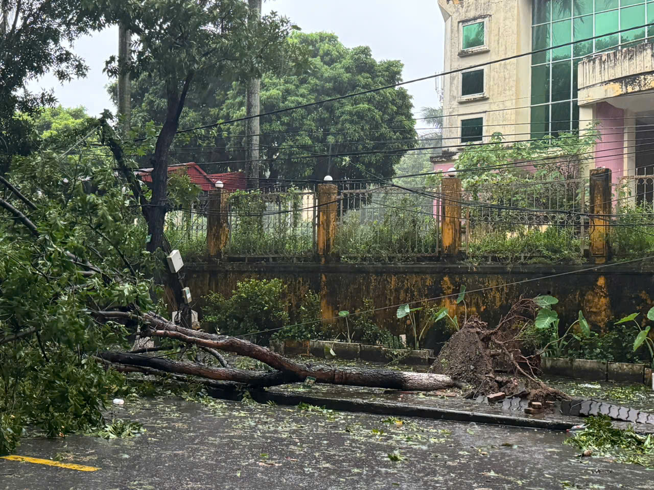 (ĐCSVN) - Nhiều cây lớn bị đổ, mái tôn nhà xưởng bị thổi bay ở Hà Nội khi gió giật ngày càng mạnh từ chiều nay. Người dân được khuyến cáo không ra đường trong 12 giờ tới.