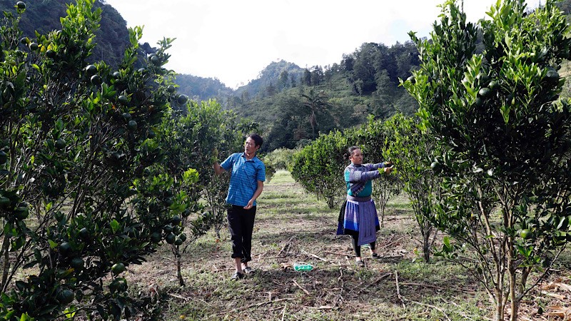  Đồng hành cùng người nghèo phát triển kinh tế 