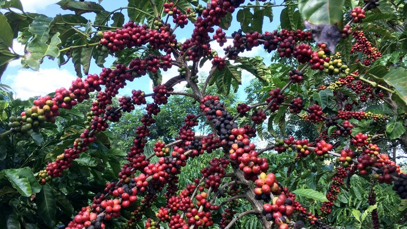  Giá khí tự nhiên lao dốc, cà-phê Arabica bật tăng 4% 