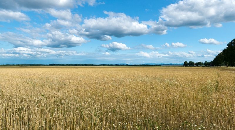 (ĐCSVN) - Liên minh châu Âu (EU) đã thông qua gói hỗ trợ 100 triệu Euro cho nông dân các nước Bulgaria, Hungary, Ba Lan, Romania và Slovakia vốn đang bị ảnh hưởng do dòng ngũ cốc từ Ukraine.