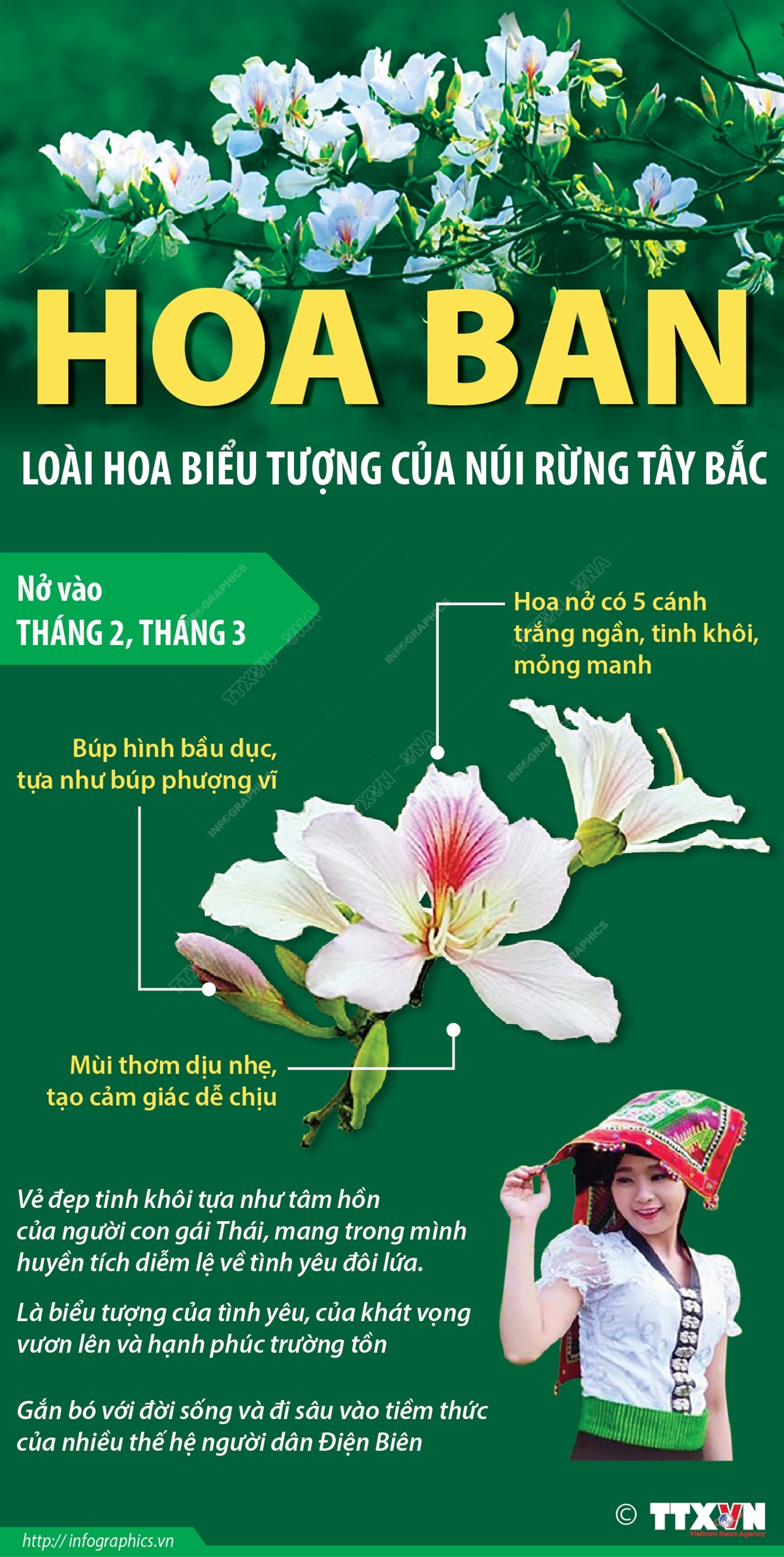 Vào mỗi dịp tháng 2, tháng 3, giữa tiết xuân ấm áp, núi rừng Điện Biên, Tây Bắc lại trắng trời hoa ban nở. Hoa ban được coi là biểu trưng cho đất và người Điện Biên, với vẻ đẹp tinh khôi vươn lên từ nhọc nhằn đá núi. Hoa ban đã đi vào đời sống tinh thần, gắn bó với bản sắc văn hóa của cộng đồng các dân tộc và trở thành tài sản chung của nhân dân Điện Biên - Tây Bắc.