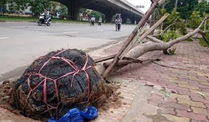 (ĐCSVN) – Nếu không có cơn bão số 1 và ghi lại những hình ảnh của các phóng viên báo chí, người dân cả nước sẽ chắc khó tưởng tượng được hình ảnh những rễ cây còn bọc nguyên nylon hay vỏ nhựa được trồng tại thủ đô. Ở khía cạnh nào đó, người dân Hà Nội sẽ phải cảm ơn cơn bão Mirinae...