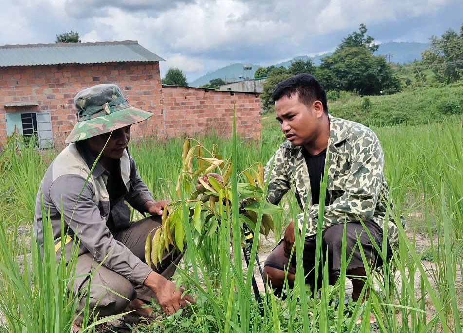 (ĐCSVN) - Đó là anh A Thái (SN 1992, dân tộc Rơ Măm) - Bí thư kiêm Trưởng thôn làng Le (xã Mo Rai, huyện Sa Thầy, tỉnh Kon Tum), có nhiều thành tích trong phong trào xây dựng an ninh, trật tự vùng biên giới và phát triển kinh tế gia đình.