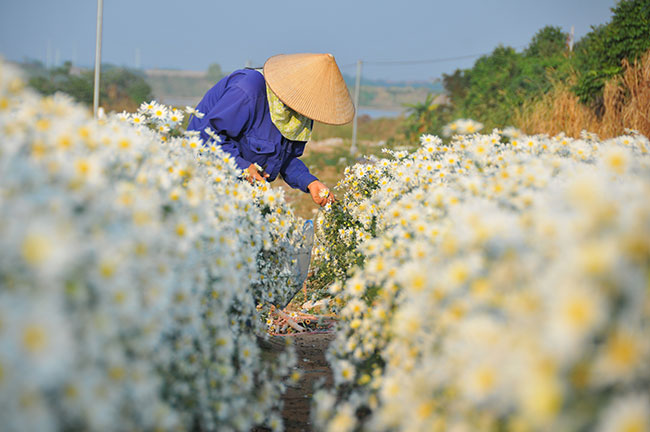 (ĐCSVN) – Đầu đông, những vườn cúc họa mi tại Nhật Tân (Tây Hồ - Hà Nội) đua nở, khoe sắc trắng tinh khôi. Loài hoa mộc mạc, thanh khiết đang mang tới nét tươi mới, nhẹ nhàng trong những ngày đông se lạnh tại Hà Nội.