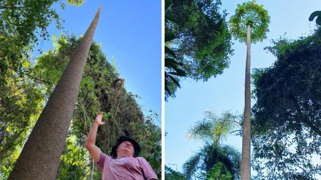 (ĐCSVN) - Một nông dân người Brazil đã trồng được một cây đu đủ cao tới 14,5m trong trang trại của gia đình và được Tổ chức kỷ lục Guinness thế giới công nhận là cây đu đủ cao nhất thế giới.