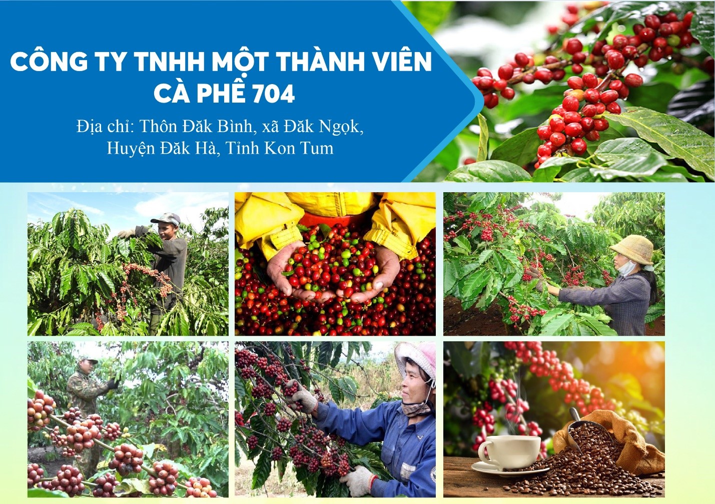 (ĐCSVN) - Công ty TNHH MTV Cà phê 704 là doanh nghiệp nhà nước trực thuộc Tổng Công ty Cà phê Việt Nam. 