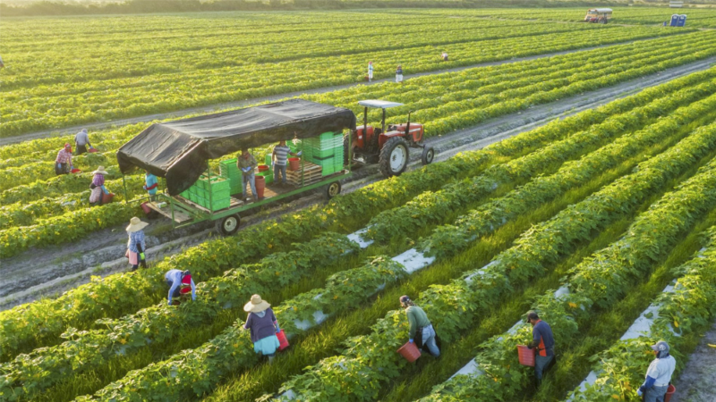 Đổi mới sáng tạo trong ngành nông nghiệp tạo nền tảng cho phát triển bền vững