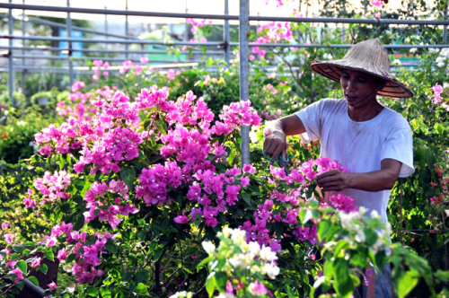 Phát triển trồng hoa, cây cảnh thành ngành kinh tế sinh thái 