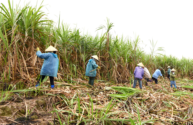 Giải pháp phát triển ngành Mía đường trong tình hình mới