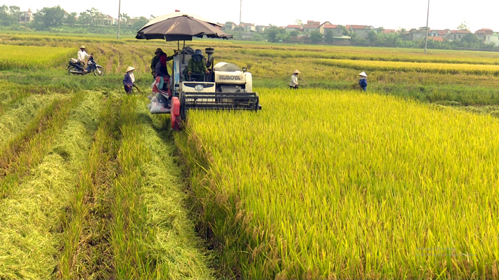 Sản xuất lúa năm 2022 - Kết quả từ sự thay đổi