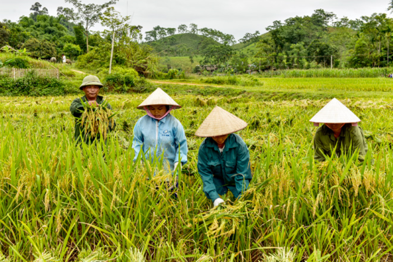 Tuyên Quang: Sản xuất lúa mùa năm 2020 thắng lớn