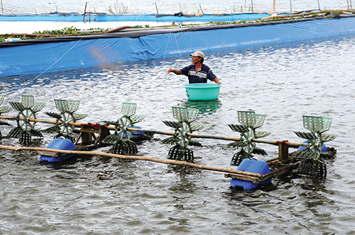 Bình Thuận: Hoạt động nuôi trồng khai thác thủy sản trong 4 tháng đầu năm 2022 tăng khá