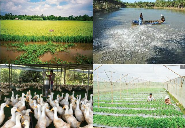 Vĩnh Long chủ động phương án đảm bảo sản xuất nông, lâm nghiệp và thủy sản thuận lợi