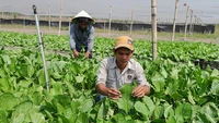 Các tỉnh, thành vùng kinh tế trọng điểm phía Nam: Cần dữ liệu chung về sản lượng, quy trình sản xuất nông sản