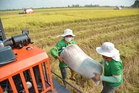 NHNN yêu cầu đẩy mạnh cho vay thu mua, kinh doanh lúa, gạo