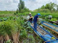  Long An: Tích cực phục hồi 17ha rừng ở Khu bảo tồn Đất ngập nước Láng Sen