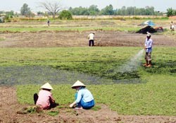 Đất nông nghiệp đang suy giảm, ô nhiễm