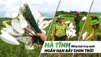 Hà Tĩnh đồng loạt truy quét ngăn nạn bẫy chim trời