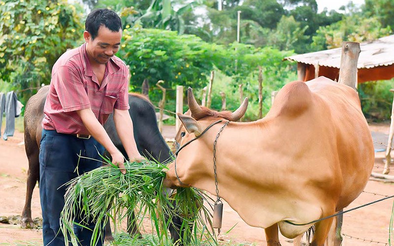  Hiệu quả Tổ liên kết chăn nuôi bò buôn Hiao ở Gia Lai 