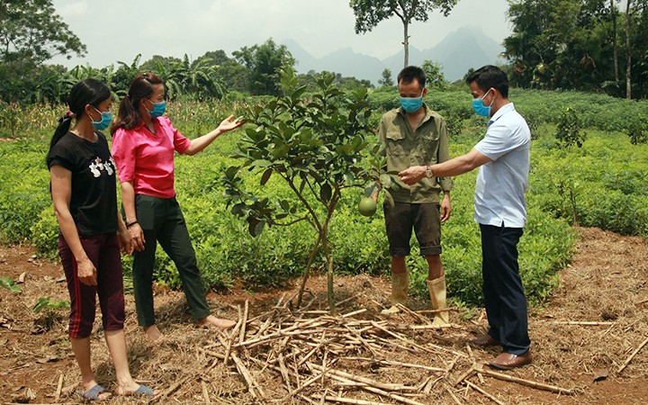 Đầu năm 2021, tỉnh Hà Giang triển khai chương trình cải tạo vườn tạp, tạo sinh kế, giảm nghèo bền vững. Sau gần một năm triển khai, chương trình đã nhận được sự ủng hộ từ người dân, sự vào cuộc tích cực của cả hệ thống chính trị cho nên đã đạt được những kết quả nổi bật, bước đầu nâng cao đời sống vật chất cho người dân vùng cao.